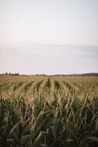 corn field pic