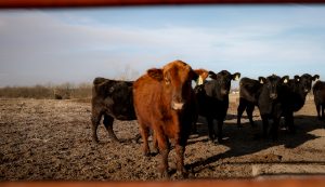 Cows cropped hero image
