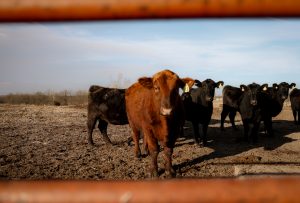 Cows in field